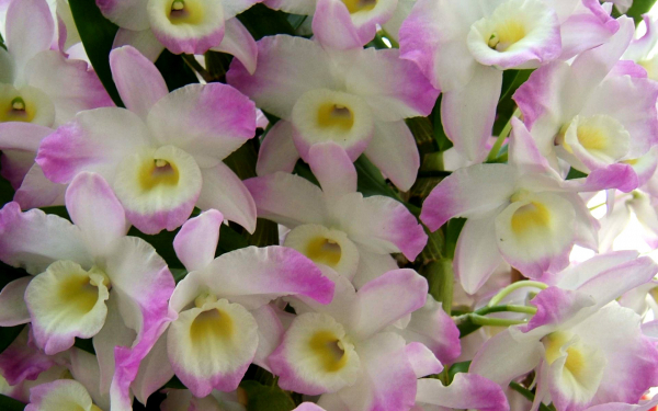 Орхидея дендробиум