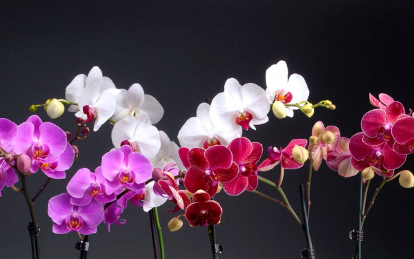 Разноцветные орхидеи