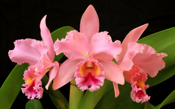 Розовые орхидеи