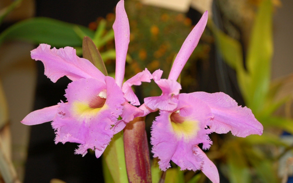 Розовые орхидеи