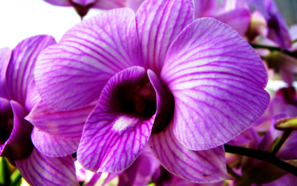 Фиолетовые орхидеи