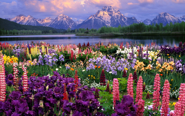 Полевые цветы