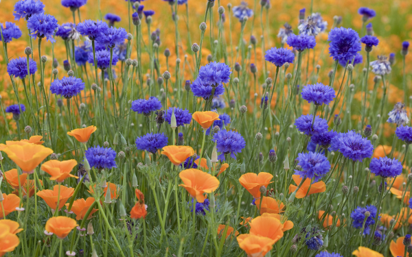 Полевые цветы