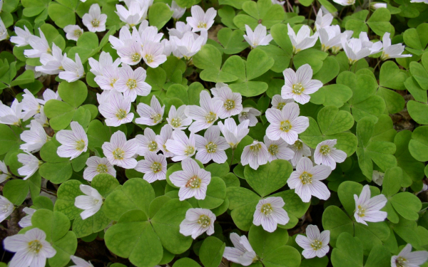 Кислица обыкновенная