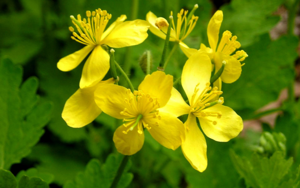 Цветы чистотела