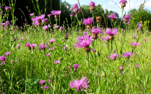 Васильки луговые