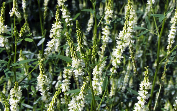 Донник белый