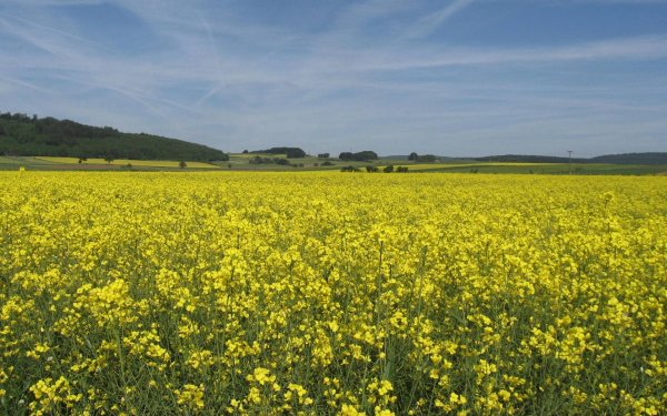 Донник желтый