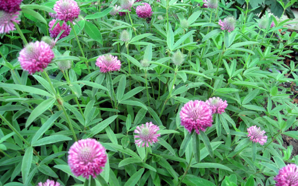 Клевер альпийский