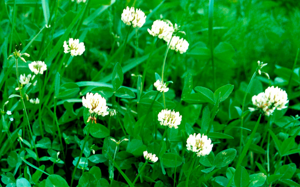 Клевер ползучий