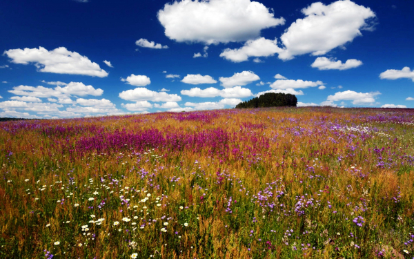 Поле цветов