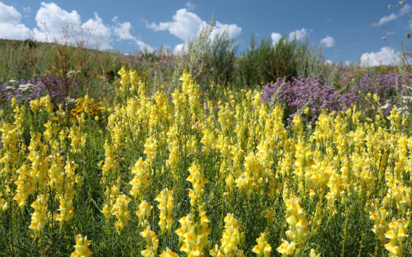 Льнянка обыкновенная