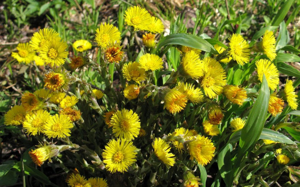 Мать-и-мачеха обыкновенная