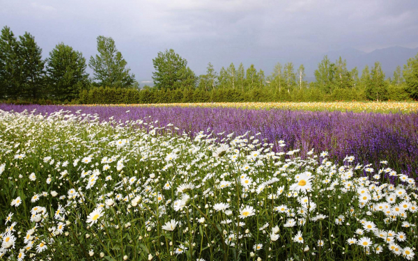 Поле цветов