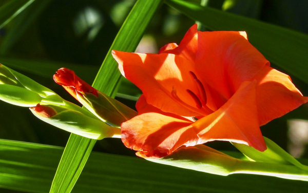 Оранжевый гладиолус