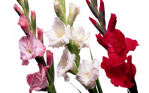 Разные гладиолусы