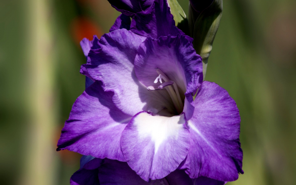 Фиолетовый гладиолус