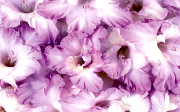 Лиловые гладиолусы