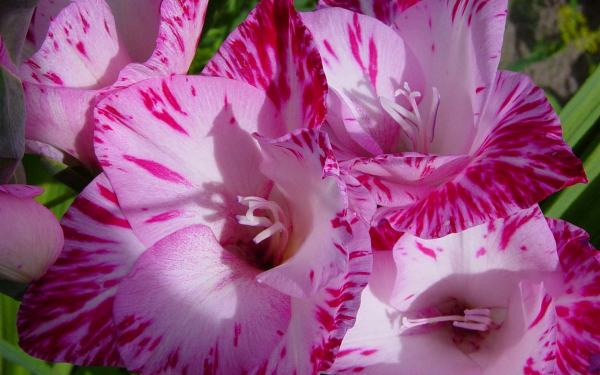 Гладиолусы розовые крапчатые