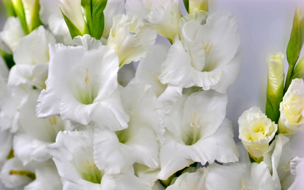 Белый гладиолус