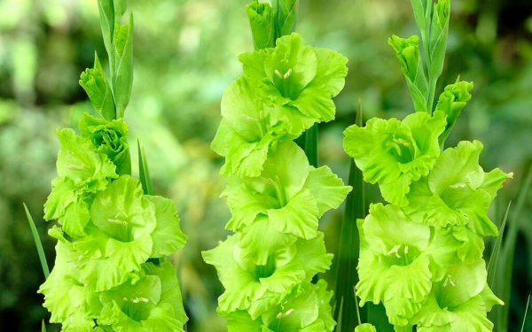 Гладиолус Грин Стар