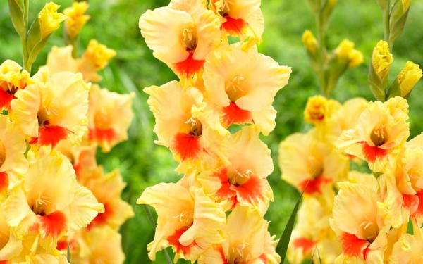 Гладиолус Сафари