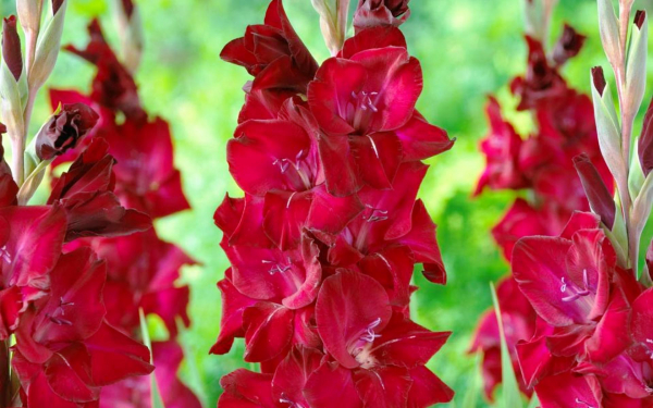 Гладиолус Эспрессо