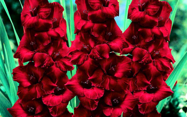 Гладиолус крупноцветковый Блэк Бьюти