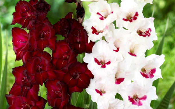 Гладиолусы Эспрессо и Фиорентина