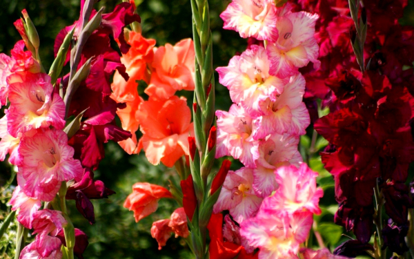 Гладиолусы в саду
