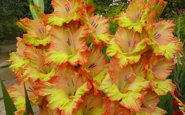 Гладиолусы желто-оранжевые