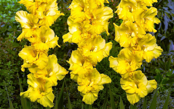 Крупноцветковый гладиолус Бананарама