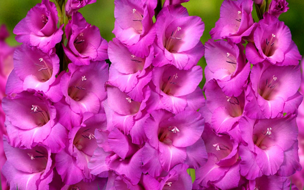 Гладиолус Леннон