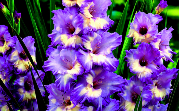 Гладиолус желто-фиолетовый