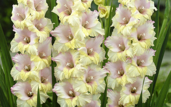 Гладиолусы моя любовь