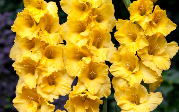 Желтые гладиолусы