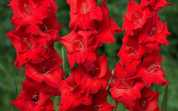Красные гладиолусы