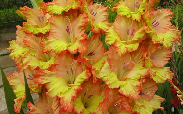 Цветы гладиолусы красивые