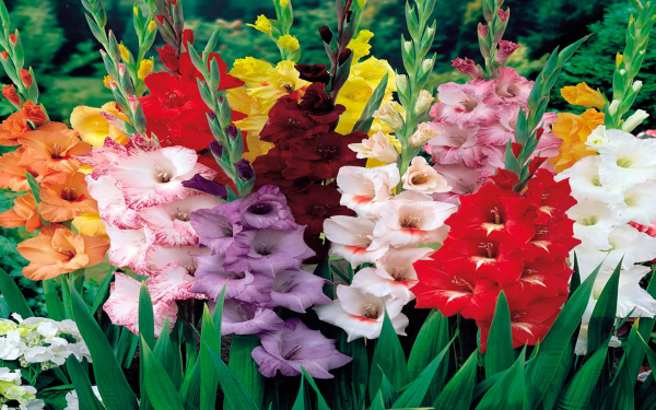 Яркие краски гладиолусов