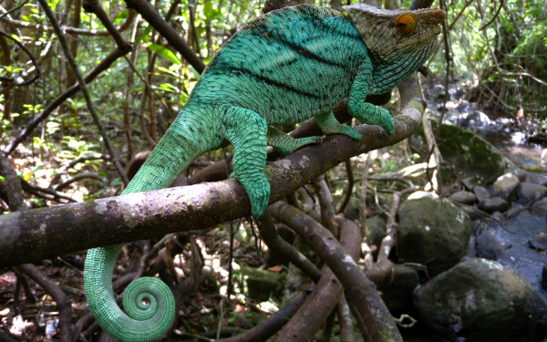 Большой хамелеон