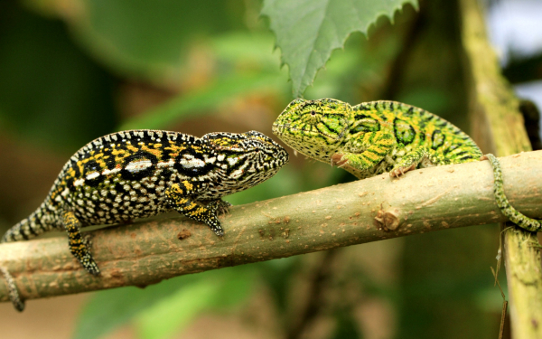 Два хамелеона на ветке