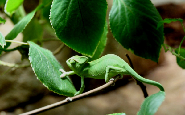 Зеленый хамелеон