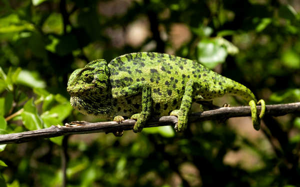 Пятнистый хамелеон