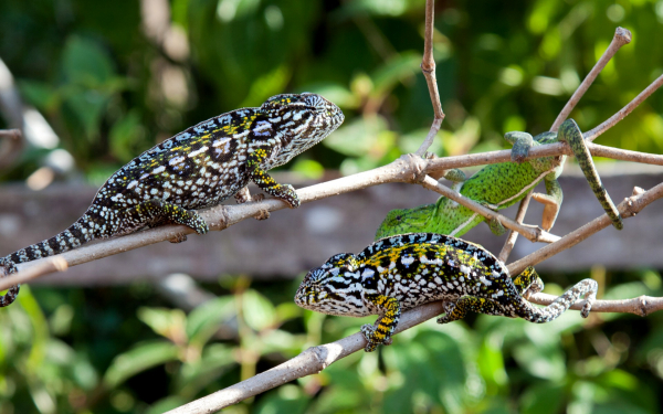 Три хамелеона