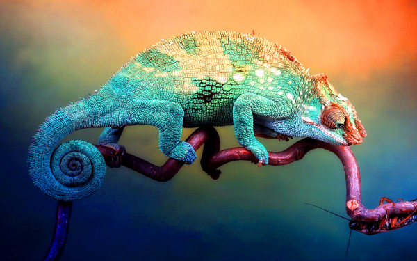 Хамелеон видит добычу