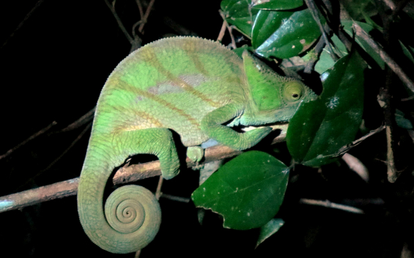 Хамелеон затаился на ветке