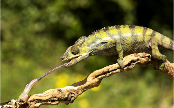 Хамелеон ловит добычу языком