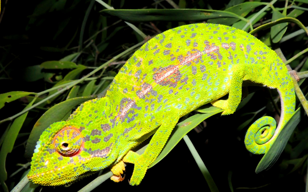 Хамелеон на зеленых ветках