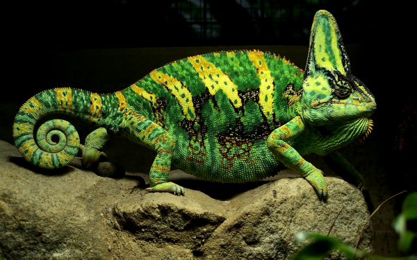 Хамелеон на камне