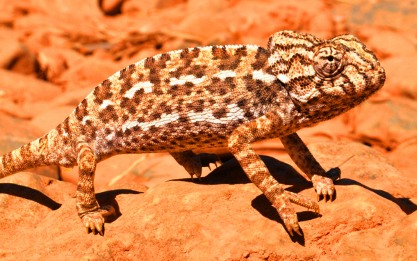 Хамелеон обыкновенный